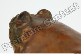 Bullfrog Rana catesbeiana 0044